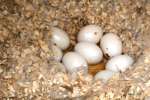 Wood Duck Nest