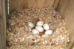 Wood Duck Nest