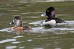 Ring-necked Ducks