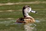 Ring-necked Ducks