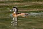 Ring-necked Ducks