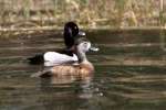 Ring-necked Ducks