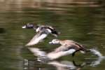 Ring-necked Ducks