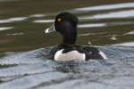 Ring-necked Ducks