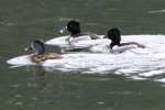 Ring-necked Ducks