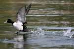 Ring-necked Ducks