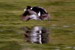 Ring-necked Ducks