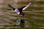 Ring-necked Ducks