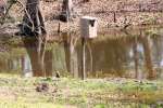 Wood Duck Nest