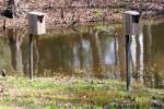 Wood Duck Nest