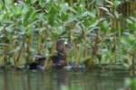 Wood Ducks