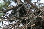 Eaglet in Aerie