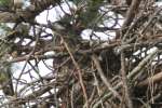 Eaglet in Aerie