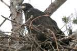 Eaglet in Aerie