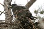 Eaglet in Aerie