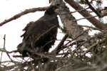 Eaglet in Aerie