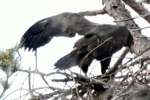 Eaglet in Aerie