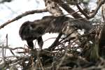 Eaglet in Aerie