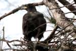 Eaglet in Aerie