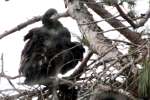 Eaglet in Aerie