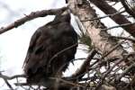 Eaglet in Aerie