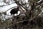 Eaglet in Aerie