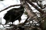 Eaglet in Aerie