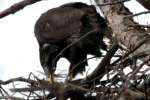 Eaglet in Aerie