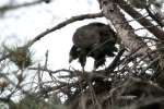 Eaglet in Aerie