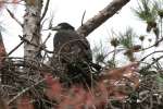 Eaglet in Aerie