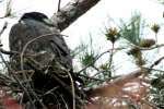 Eaglet in Aerie