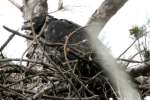 Eaglet in Aerie