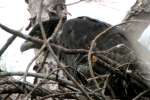 Eaglet in Aerie