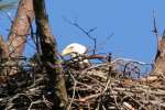 Bald Eagles