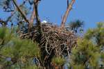 Bald Eagles