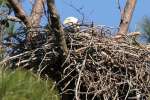 Bald Eagles