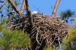 Bald Eagles