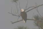 Bald Eagles
