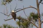 Bald Eagles