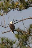 Bald Eagles