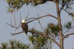 Bald Eagles