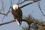 Bald Eagles