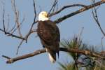 Bald Eagles