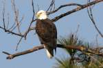 Bald Eagles