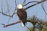 Bald Eagles