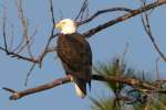 Bald Eagles