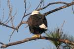 Bald Eagles