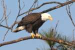 Bald Eagles