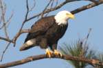 Bald Eagles