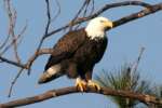 Bald Eagles